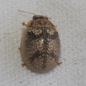 Paropsisterna laesa species complex at Higgins, ACT - 13 Jan 2023 01:40 PM