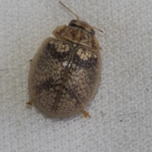 Paropsisterna laesa species complex at Higgins, ACT - 13 Jan 2023 01:40 PM