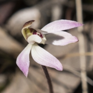 Caladenia fuscata at Bruce, ACT - suppressed