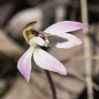 Caladenia fuscata (Dusky Fingers) at Bruce, ACT - 13 Sep 2022 by AlisonMilton