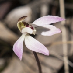 Caladenia fuscata (Dusky Fingers) at Point 610 - 13 Sep 2022 by AlisonMilton