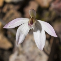 Caladenia fuscata at Bruce, ACT - suppressed