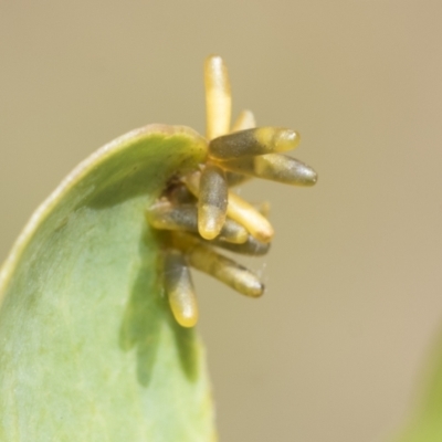 Eucalyptus insect gall at Higgins, ACT - 2 Feb 2023 by AlisonMilton