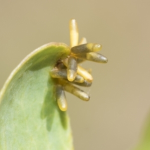 Eucalyptus insect gall at Higgins, ACT - 3 Feb 2023