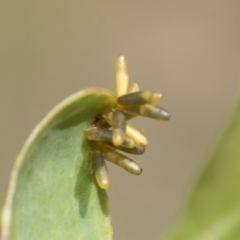 Eucalyptus insect gall at Higgins, ACT - 3 Feb 2023
