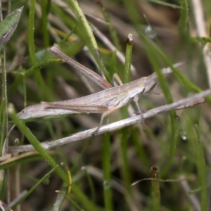 Keyacris scurra at Wamboin, NSW - 4 Oct 2022