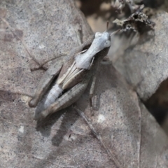 Cryptobothrus chrysophorus (Golden Bandwing) at QPRC LGA - 4 Oct 2022 by AlisonMilton