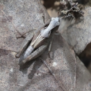 Cryptobothrus chrysophorus at Wamboin, NSW - 4 Oct 2022