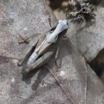 Cryptobothrus chrysophorus (Golden Bandwing) at Wamboin, NSW - 4 Oct 2022 by AlisonMilton