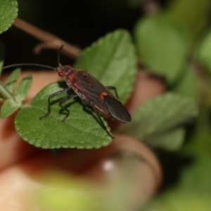 Leptocoris mitellatus at Higgins, ACT - 25 Mar 2019 11:11 AM