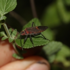 Leptocoris mitellatus at Higgins, ACT - 25 Mar 2019 11:11 AM