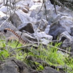 Menura novaehollandiae (Superb Lyrebird) at Abercrombie River, NSW - 18 Apr 2021 by HelenCross