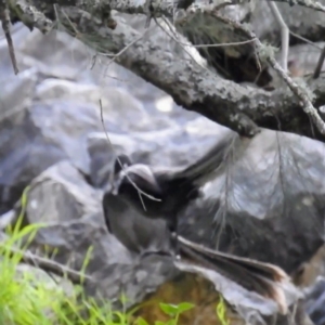 Menura novaehollandiae at Abercrombie River, NSW - 18 Apr 2021