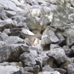 Menura novaehollandiae at Abercrombie River, NSW - 18 Apr 2021