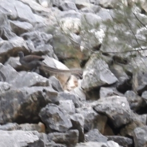 Menura novaehollandiae at Abercrombie River, NSW - 18 Apr 2021