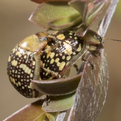 Paropsis pictipennis (Tea-tree button beetle) at Hawker, ACT - 27 Dec 2022 by AlisonMilton