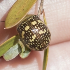 Paropsis pictipennis at Hawker, ACT - 27 Dec 2022