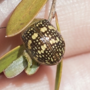 Paropsis pictipennis at Hawker, ACT - 27 Dec 2022