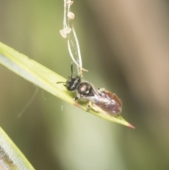 Lasioglossum (Chilalictus) erythrurum at Hawker, ACT - 26 Dec 2022 by AlisonMilton