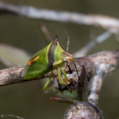 Cuspicona thoracica (Shield bug) at Hawker, ACT - 26 Dec 2022 by AlisonMilton