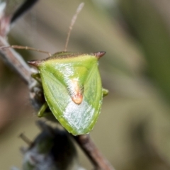 Cuspicona thoracica at Hawker, ACT - 27 Dec 2022