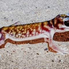 Nephrurus stellatus (Starry Knob-tailed Gecko) at Fowlers Bay, SA - 27 Nov 2021 by HelenCross