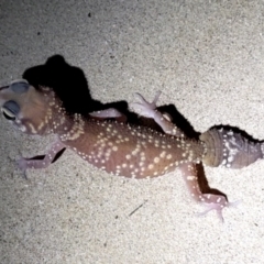 Underwoodisaurus milii (Barking Gecko, Thick-tailed Gecko) at Fowlers Bay, SA - 27 Nov 2021 by HelenCross