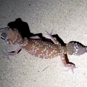 Underwoodisaurus milii (Barking Gecko, Thick-tailed Gecko) at Fowlers Bay, SA by HelenCross