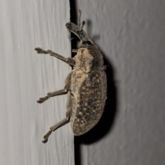 Larinus latus (Onopordum seed weevil) at Lions Youth Haven - Westwood Farm A.C.T. - 14 Jun 2023 by HelenCross