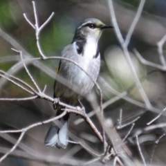 Phylidonyris pyrrhopterus (Crescent Honeyeater) at Rendezvous Creek, ACT - 14 Jun 2023 by Harrisi