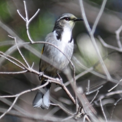 Phylidonyris pyrrhopterus (Crescent Honeyeater) at Rendezvous Creek, ACT - 14 Jun 2023 by Harrisi