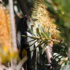 Phylidonyris pyrrhopterus at Rendezvous Creek, ACT - 14 Jun 2023