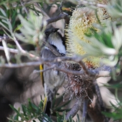 Phylidonyris pyrrhopterus at Rendezvous Creek, ACT - 14 Jun 2023