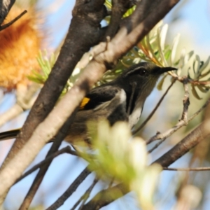 Phylidonyris pyrrhopterus at Rendezvous Creek, ACT - 14 Jun 2023