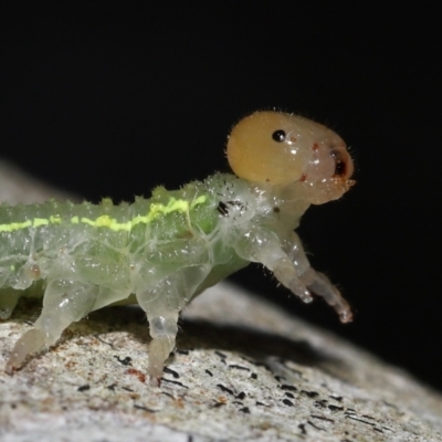 Unidentified Sawfly (Hymenoptera, Symphyta) at Capalaba, QLD - 13 Jun 2023 by TimL