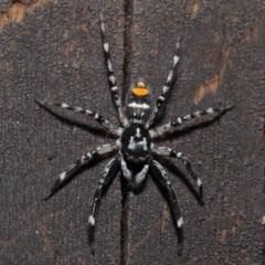 Unidentified Spider (Araneae) at Capalaba, QLD - 13 Jun 2023 by TimL