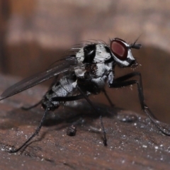 Anthomyia medialis (A root maggot fly) at Capalaba, QLD - 13 Jun 2023 by TimL