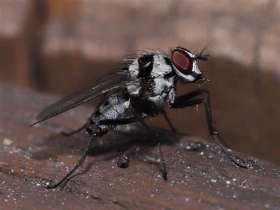 Anthomyia medialis (A root maggot fly) at Capalaba, QLD - 13 Jun 2023 by TimL