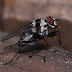 Unidentified True fly (Diptera) at Capalaba, QLD - 13 Jun 2023 by TimL