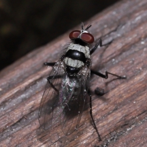 Anthomyia medialis at Capalaba, QLD - 13 Jun 2023 11:54 AM