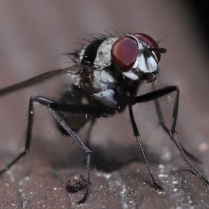 Anthomyia medialis at Capalaba, QLD - 13 Jun 2023 11:54 AM