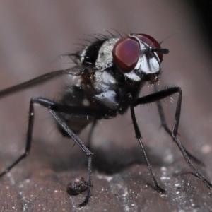 Anthomyia medialis at Capalaba, QLD - 13 Jun 2023 11:54 AM