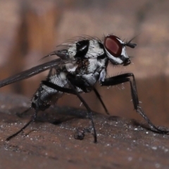 Anthomyia medialis at Capalaba, QLD - 13 Jun 2023 11:54 AM