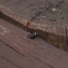 Anthomyia medialis at Capalaba, QLD - 13 Jun 2023 11:54 AM