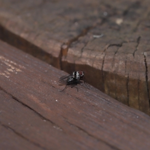 Anthomyia medialis at Capalaba, QLD - 13 Jun 2023 11:54 AM