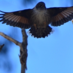 Daphoenositta chrysoptera (Varied Sittella) at Lower Boro, NSW - 10 Jun 2023 by mcleana