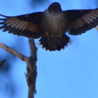 Daphoenositta chrysoptera (Varied Sittella) at Lower Boro, NSW - 10 Jun 2023 by mcleana