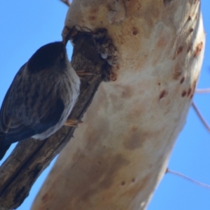 Daphoenositta chrysoptera at Lower Boro, NSW - 10 Jun 2023