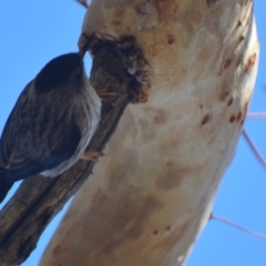 Daphoenositta chrysoptera at Lower Boro, NSW - 10 Jun 2023