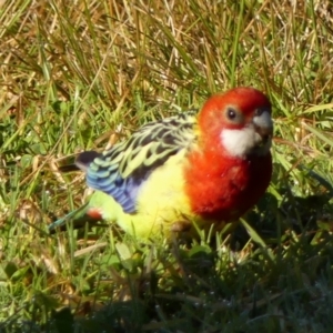 Platycercus eximius at Braemar, NSW - 13 Jun 2023 10:20 AM